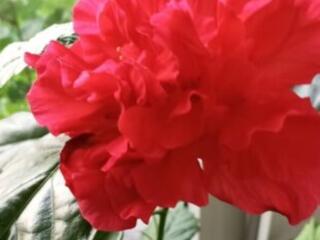 Продам растения