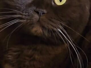 Отдам в ответственные руки в частный дом