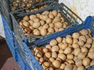 В продаже семена. Картофель Гала