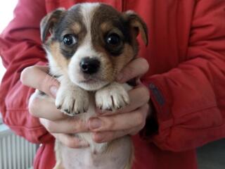 Отдам в хорошие руки