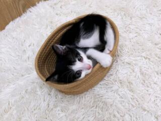 Отдам кошечку в добрые, заботливые руки