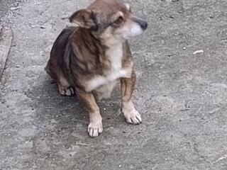 Срочно отдам животное в хорошие руки