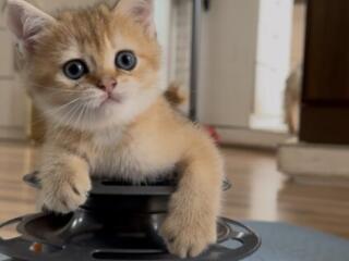 Шотландские котята.