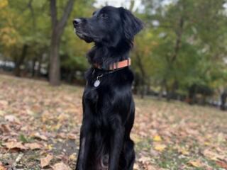 Выгул собаки