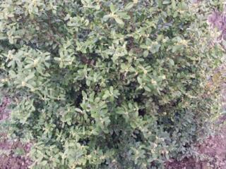 Продам кусты Самшит