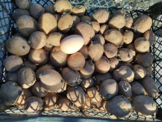 Картофель сорта Ред Скарлетт