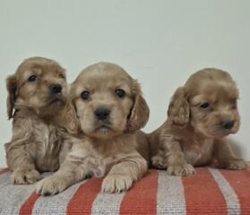 Кокер спаниель