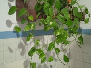 Продам цветок