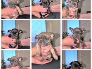 Щенки французского бульдога редких окрасов