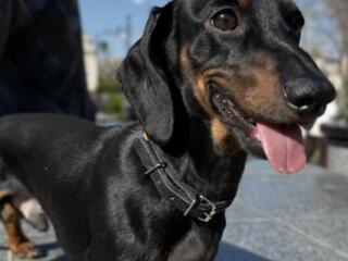 Вязка! Шикарный жених ищет себе невесту