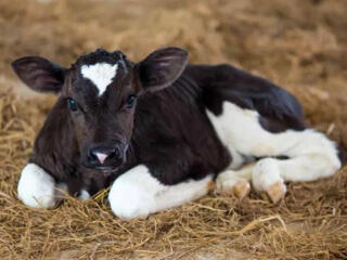 Молочный Бычок