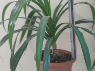 Продам панданус