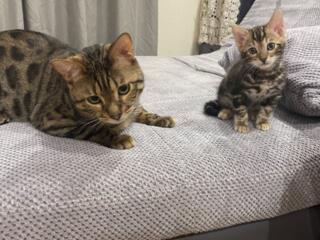 Бенгальские котята