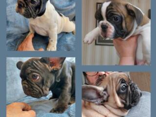 Щенки французского бульдога