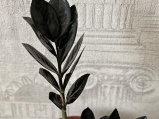 Редкий сорт. Чёрный замиокулькас Равен (Black Raven)