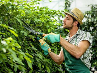 Нужен садовник/человек по уходу за растениями