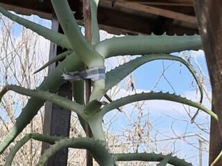 Продам трьохрічне Алое