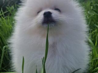 Померанский шпиц