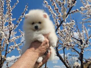 Померанский шпиц