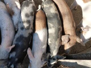 Продам поросят