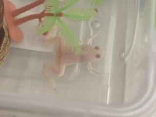 Шпорцевая лягушка