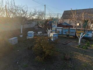 Продаётся пасека оптом или в розницу