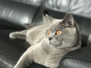 Вязка, шикарный опытный котик. Документы