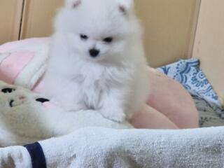 Померанский шпиц