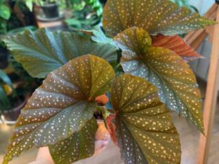 ЛЕЧУЗА ПОН Комнатные растения, Кашпо для фитильного полива