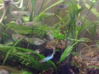 Гуппи. Коряги и растения для аквариума