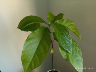 Авокадо в горшках