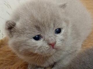 Лиловые шотландские котята