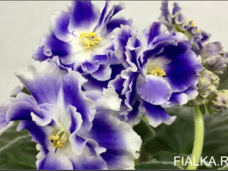 Фиалки 60 сортов доставим