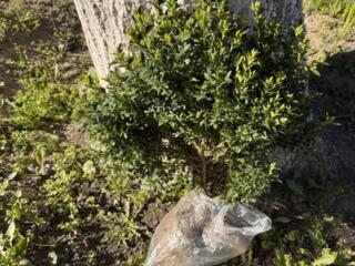 Кусты самшита 50 см