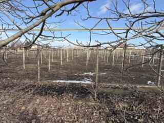 Предлагается к продаже участок 35 соток в Межлиманье. Правильной ...