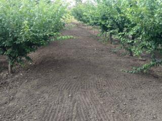 Продается участок 20,6 соток. Ухоженный, молодой сад. Вода - ...