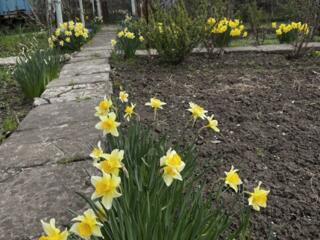 Продается дача в СОТ Черёмуха