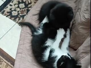 Отдам котят