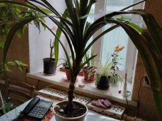 Продаю комнатное растение "Панданус"