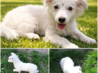 Отдам в добрые руки