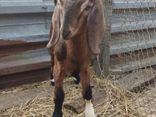 Продам козлика англо-нубийской породы