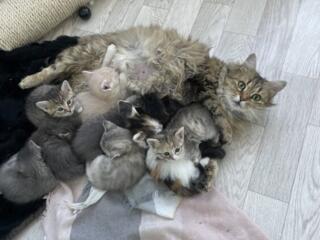 Котята в добрые руки