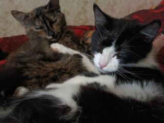 Нежные пушистики ищут любящий дом