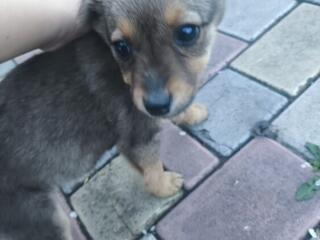 Собачки ищут хозяев.