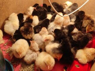 Продам цыплят