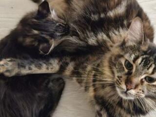 Продам котят породы мейн кун