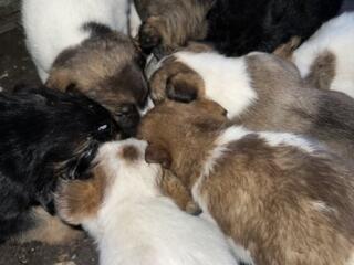 Отдам в хорошие руки