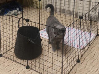 Вольер для щенят и собак мелких пород