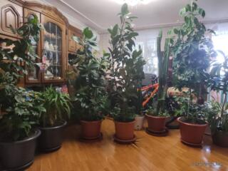 Большой шикарный фикус, китайская роза, кактусы, другие растения.