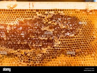 Продам пасеку